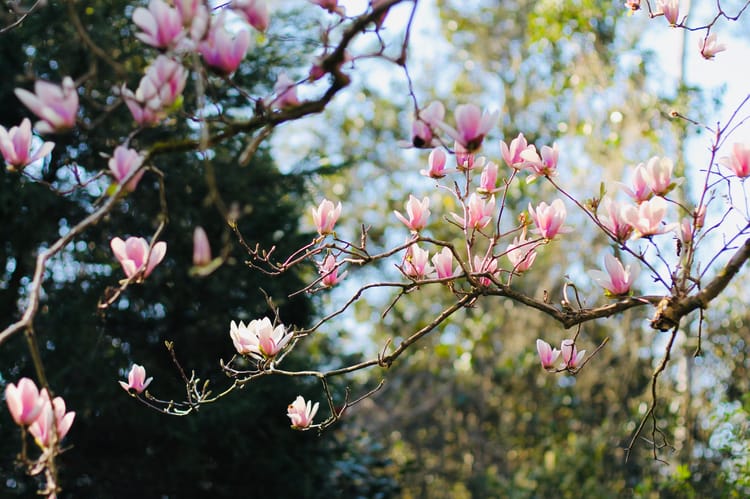 Springtime in Carmel